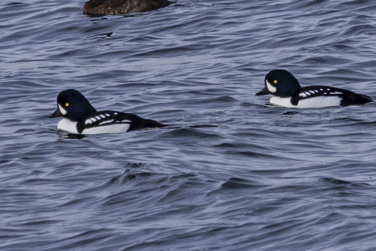 Barrow's Goldeneye - ML646087157