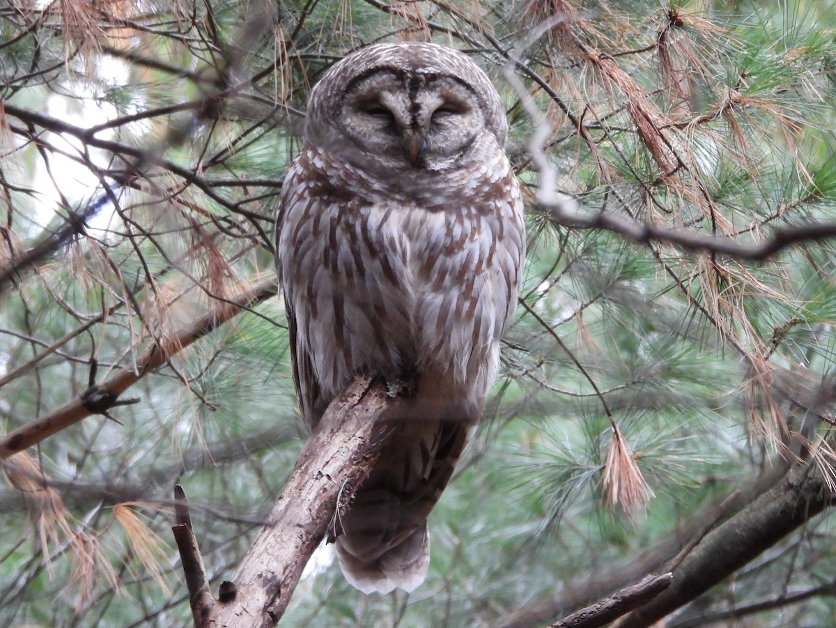 Barred Owl - ML646087159