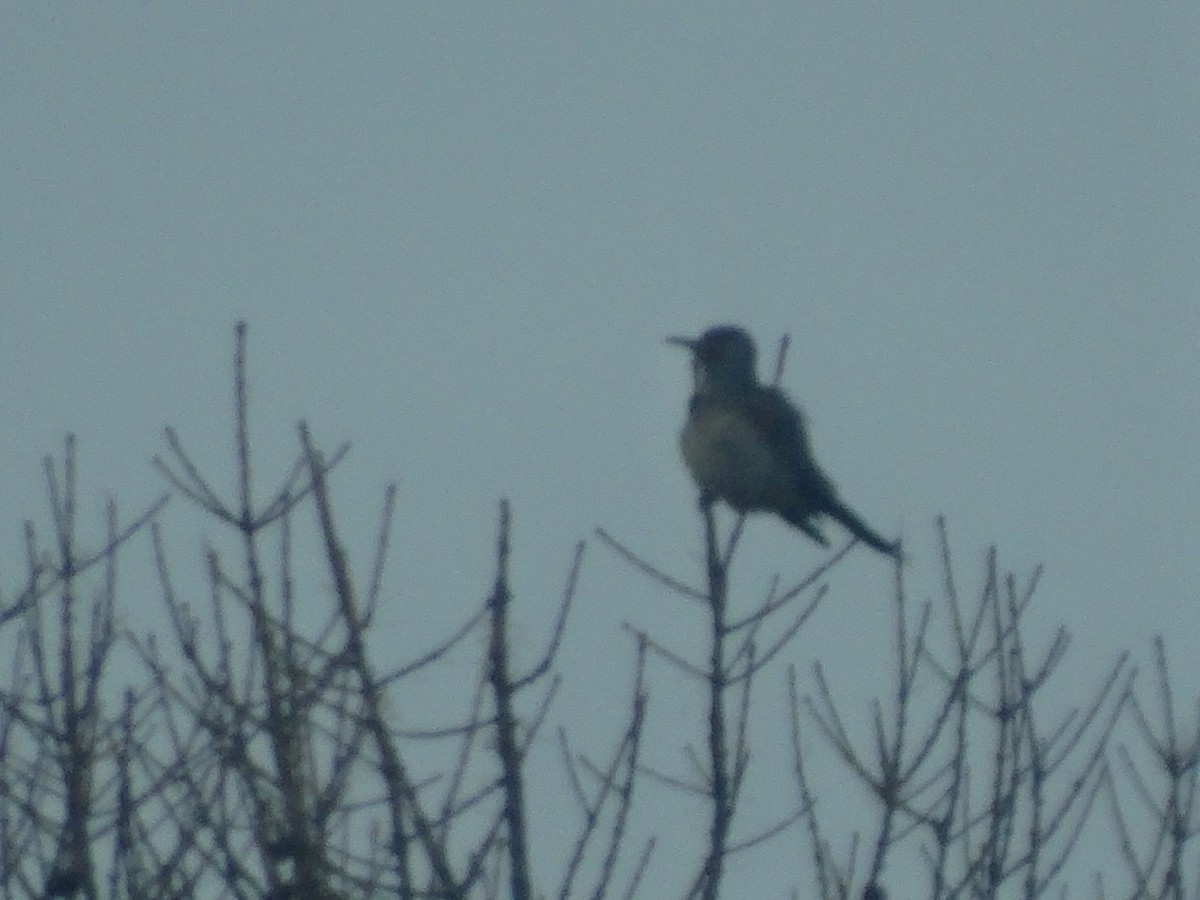 gullspett - ML646087160