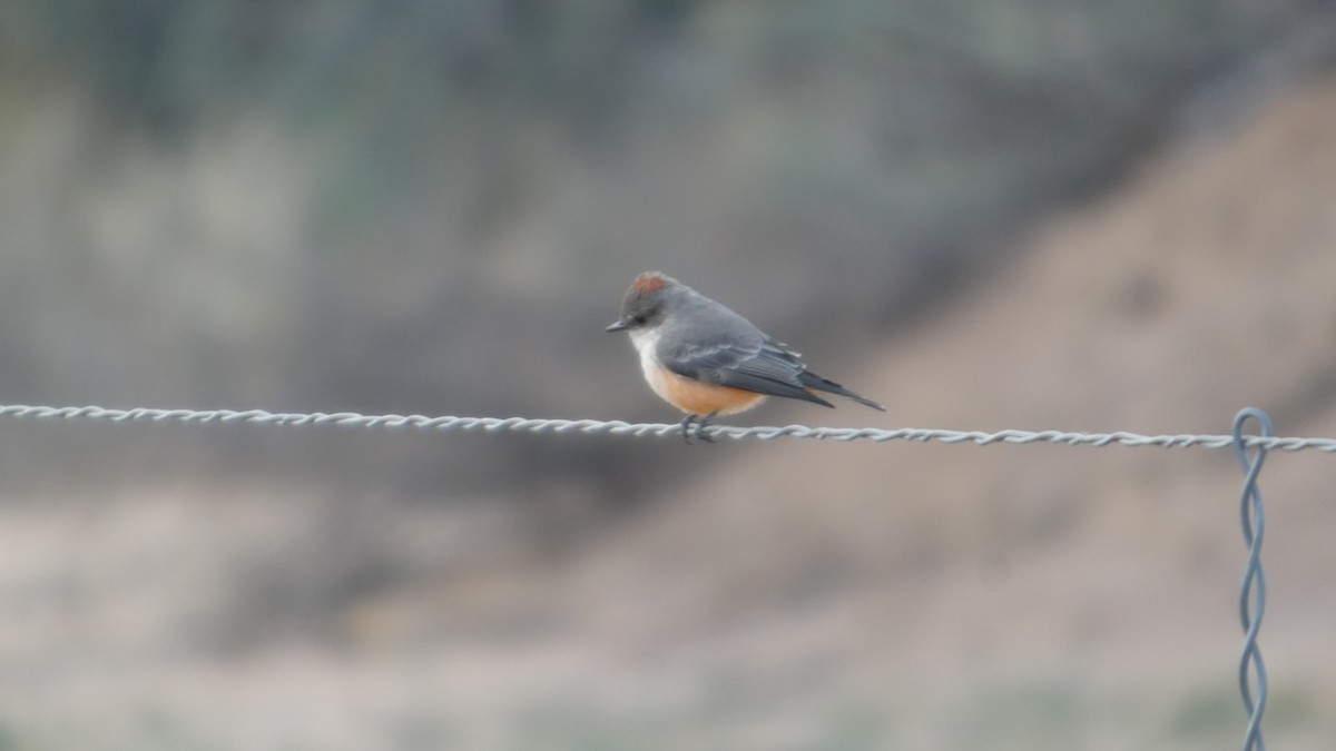 Rubintyrann - ML646087161