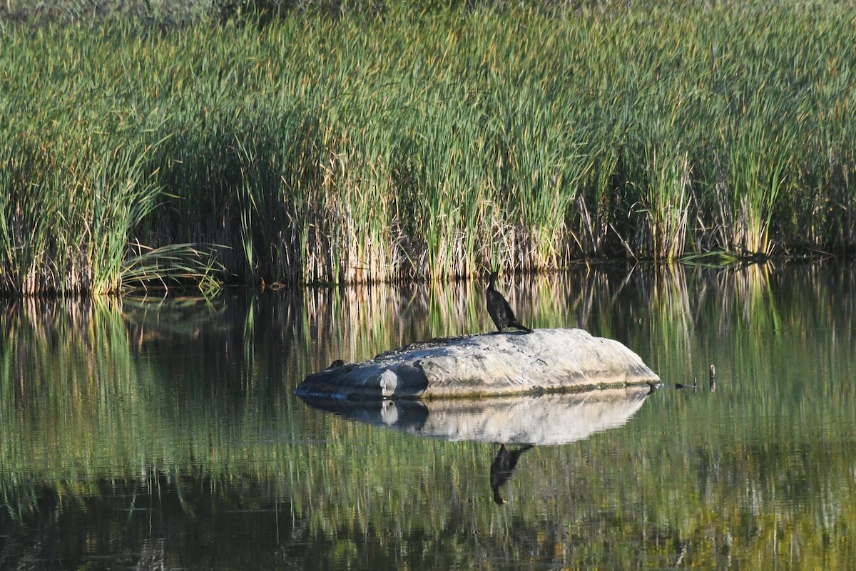 Double-crested Cormorant - ML646087162