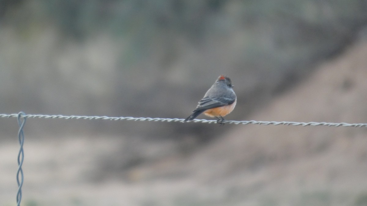 Rubintyrann - ML646087163