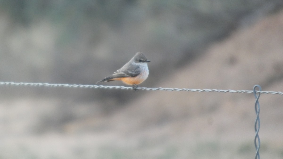 Rubintyrann - ML646087164