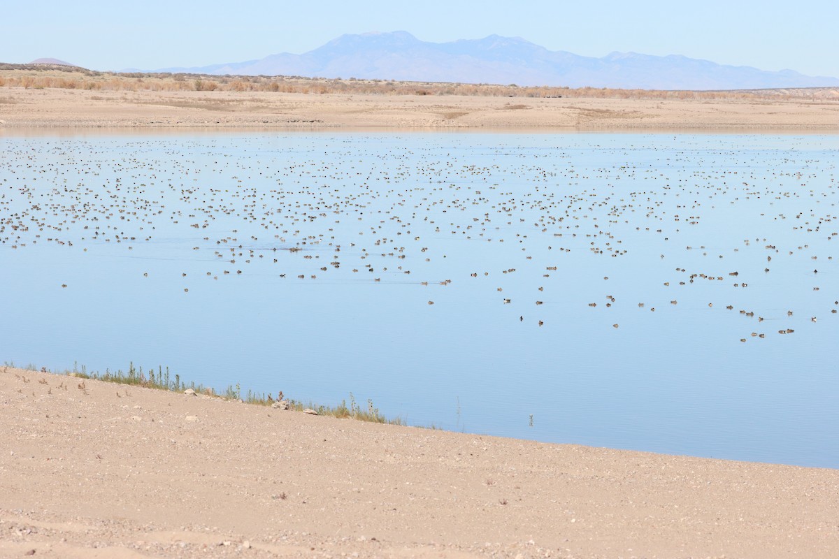 duck sp. - ML646087166