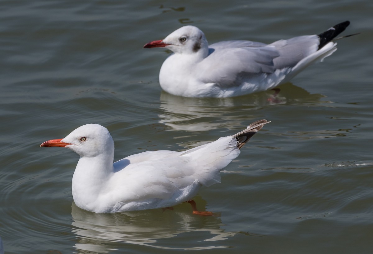 racek hnědohlavý - ML646087174