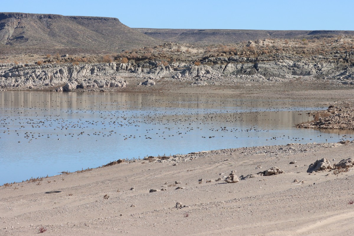 duck sp. - ML646087177