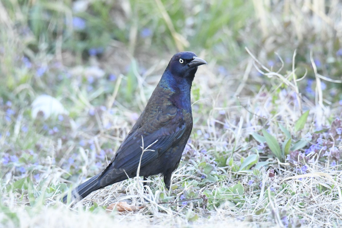 Zanate Común - ML646087179