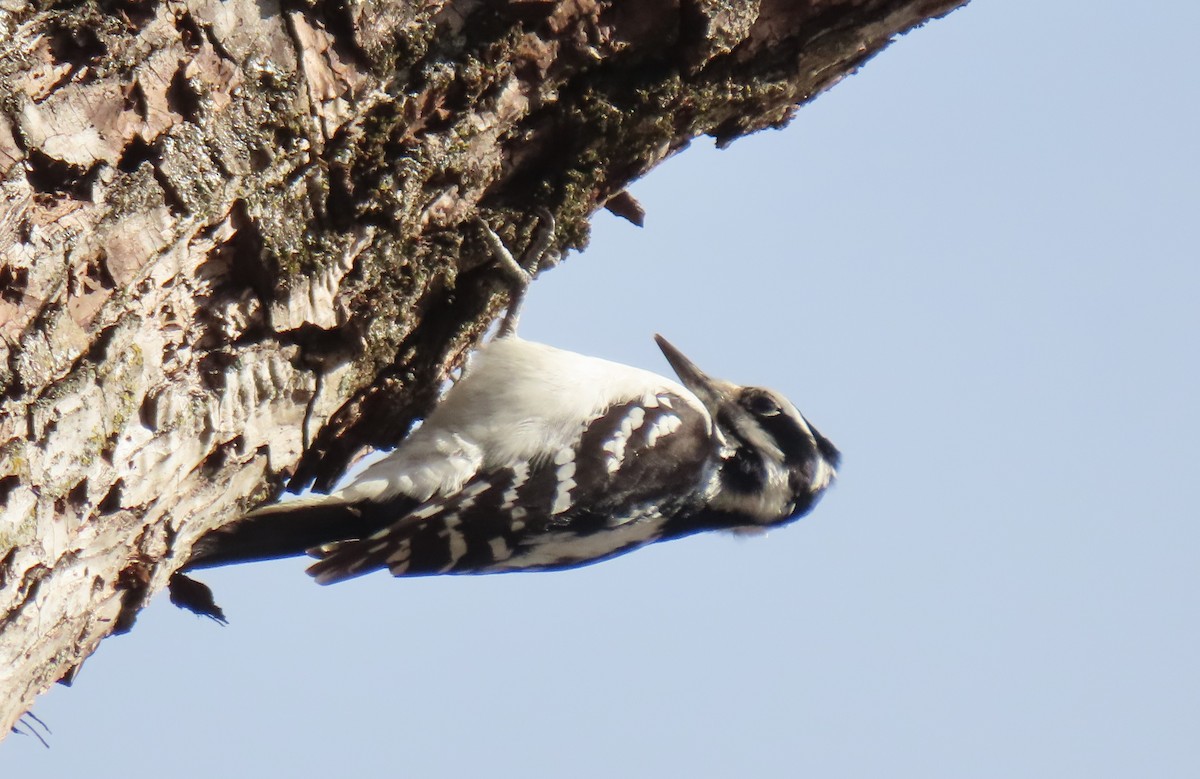 Hairy Woodpecker - ML646087181