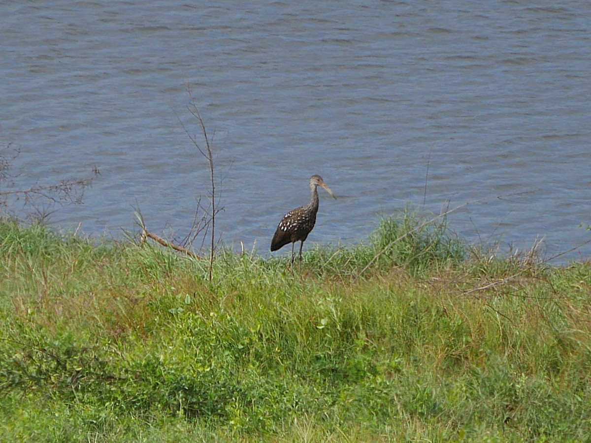 Limpkin - ML646087184