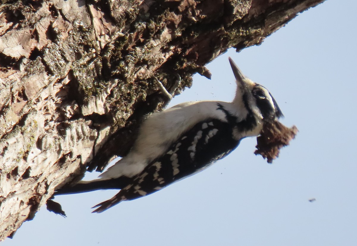 Hairy Woodpecker - ML646087188