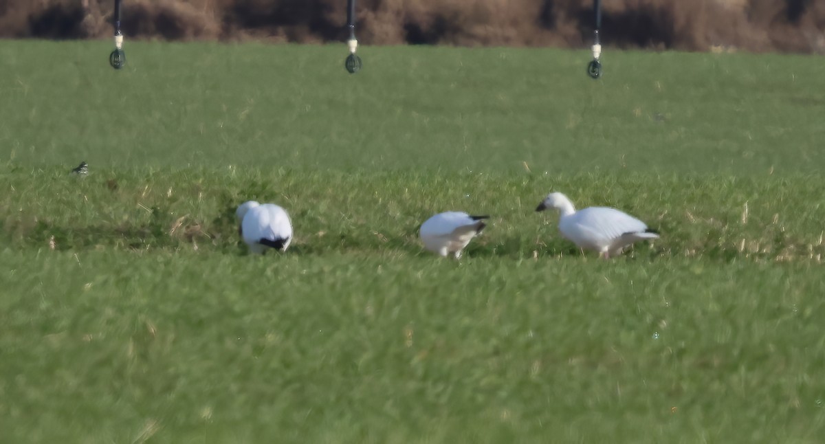 Oca delle nevi - ML646087194