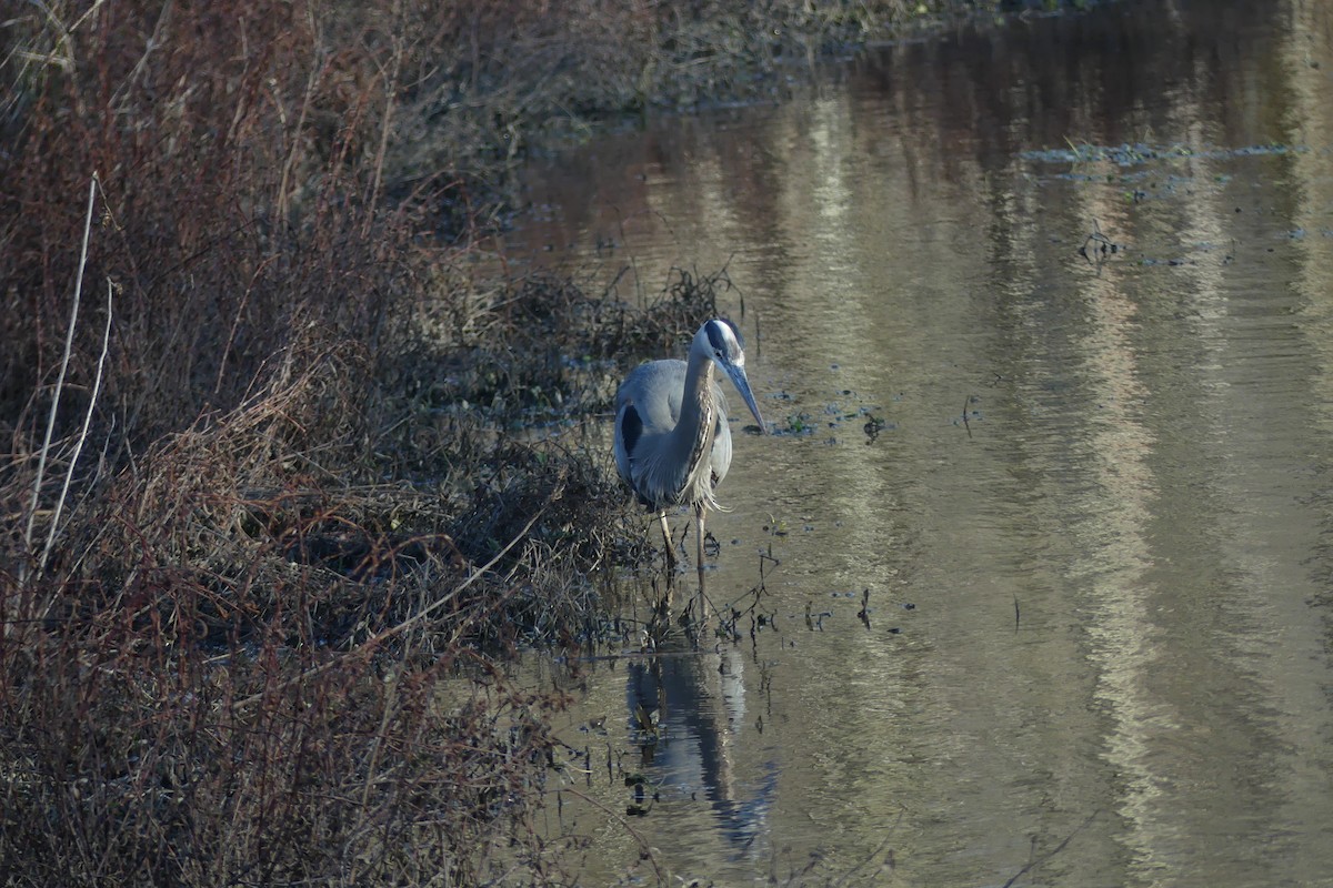 Great Blue Heron - ML646087195