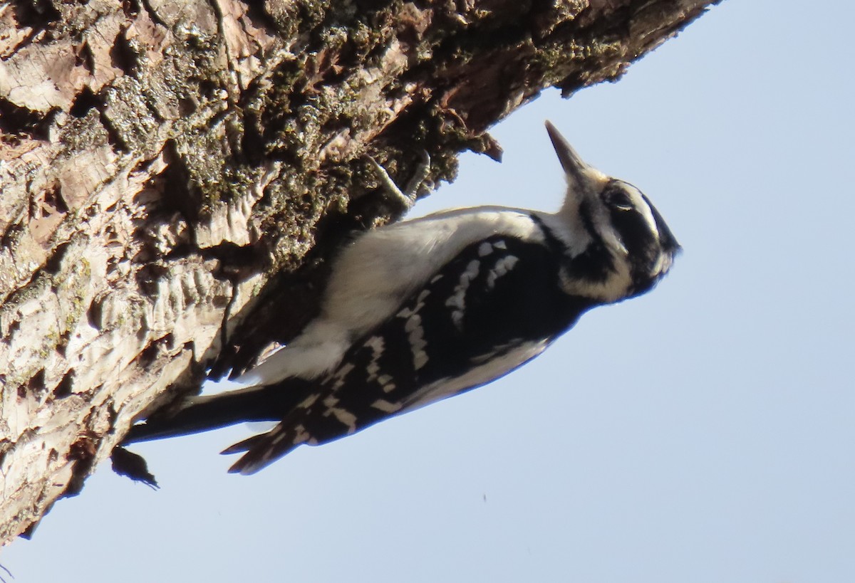 Hairy Woodpecker - ML646087198