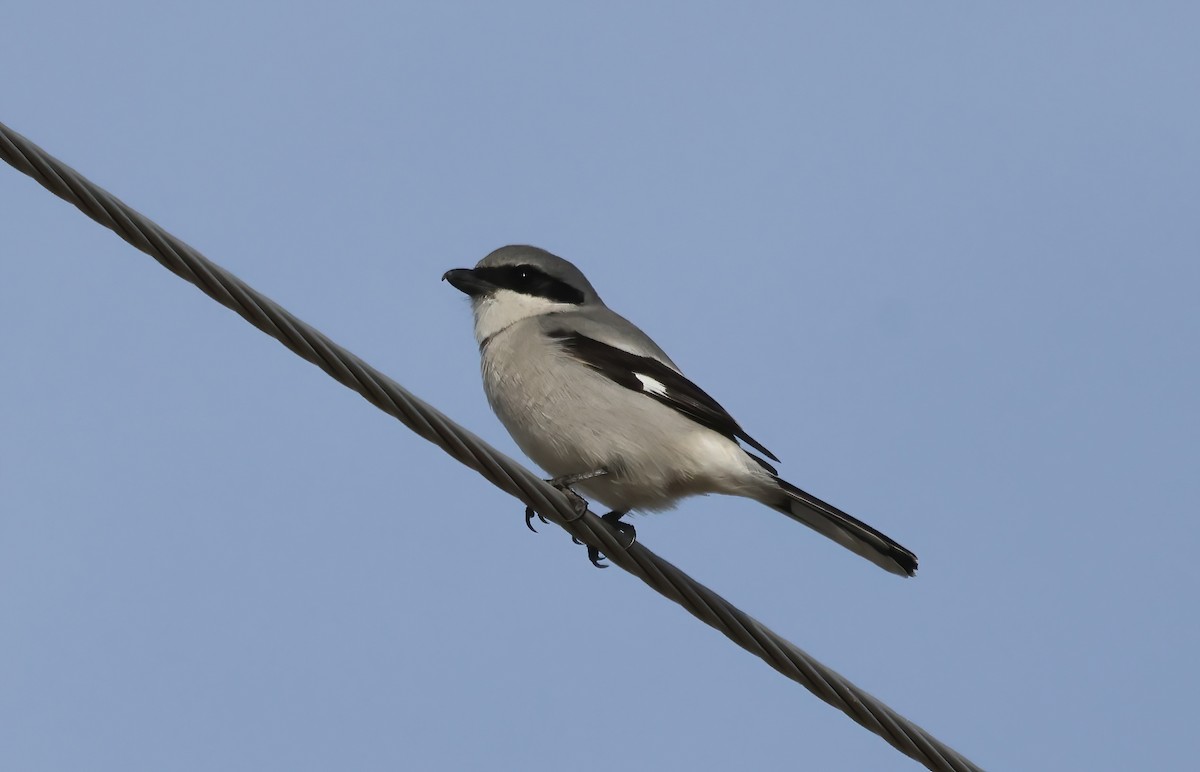 Loggerhead Shrike - ML646087199