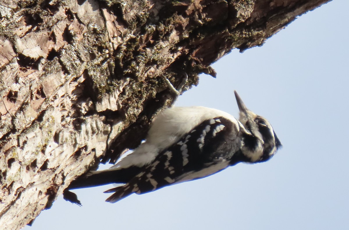 Hairy Woodpecker - ML646087202