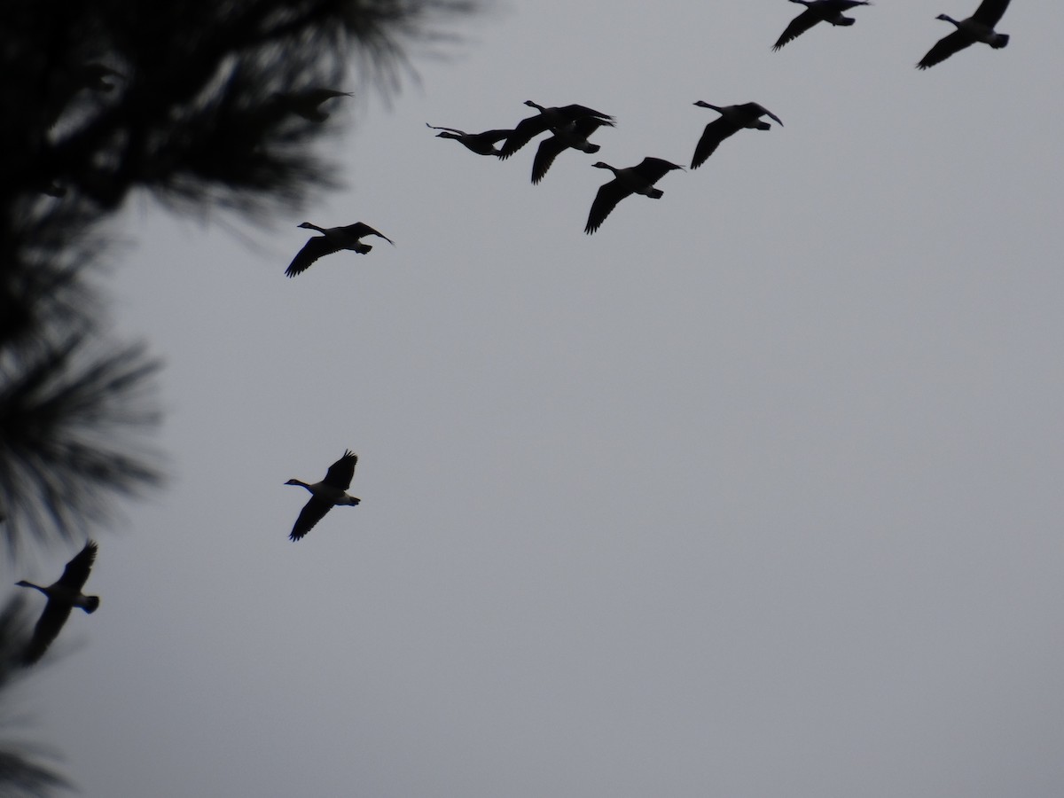 Canada Goose - ML646087206