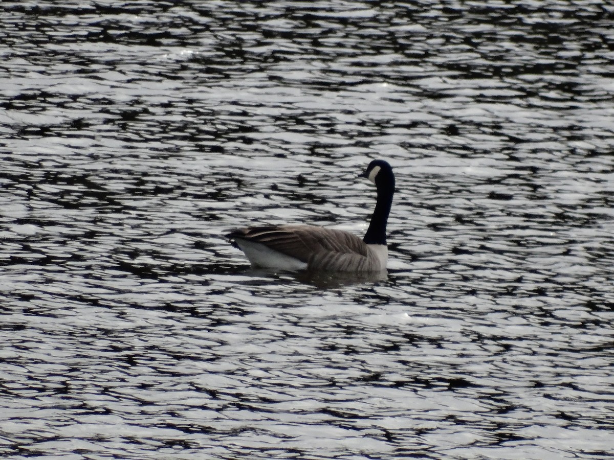 Canada Goose - ML646087207