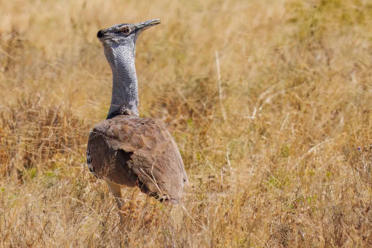 Kori Toyu - ML646087208