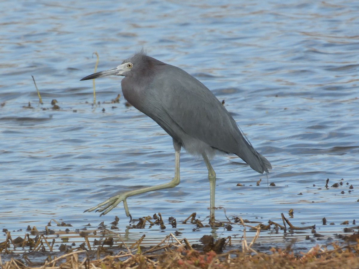 Little Blue Heron - ML646087214