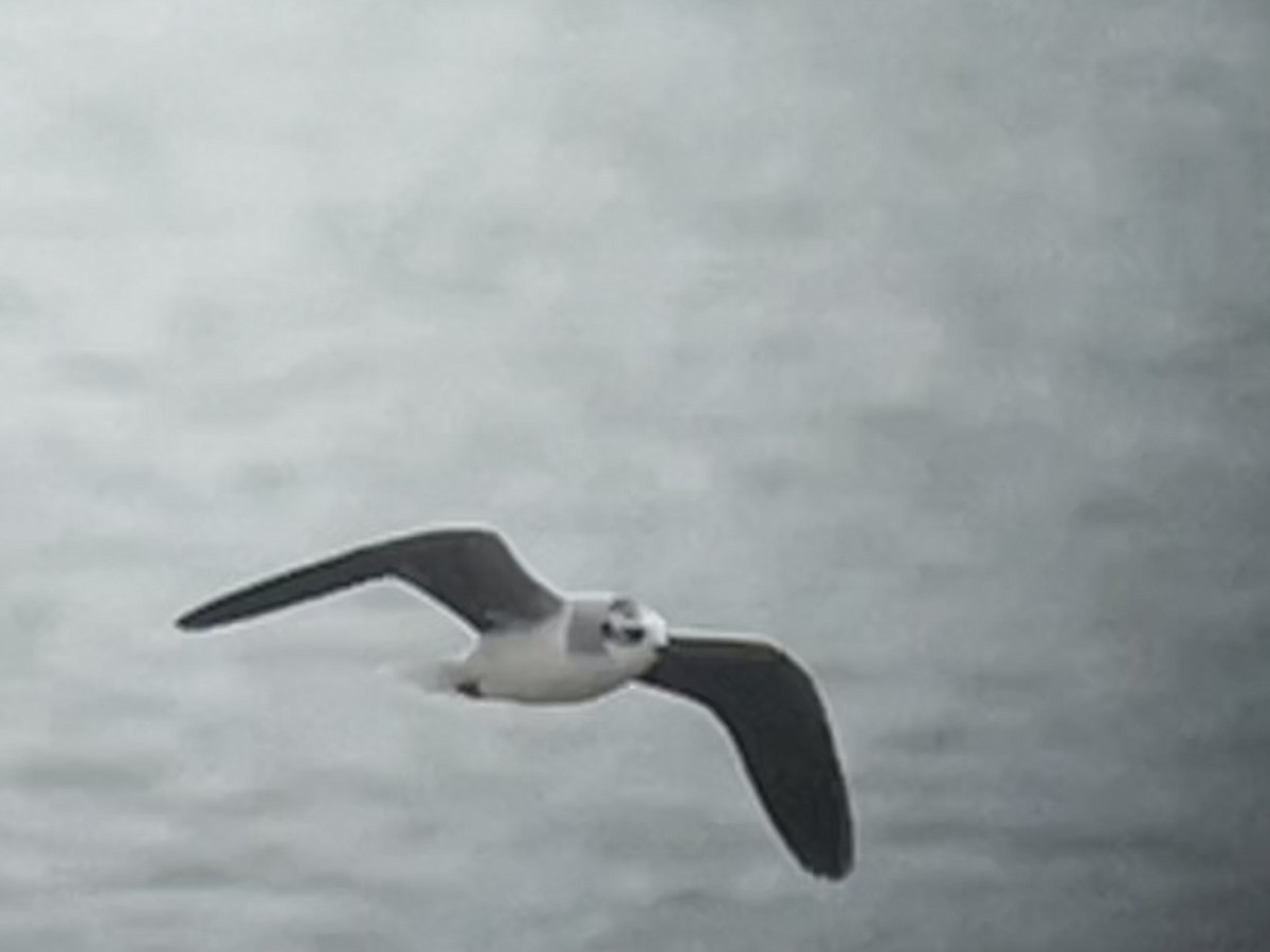 小鷗 - ML646087217