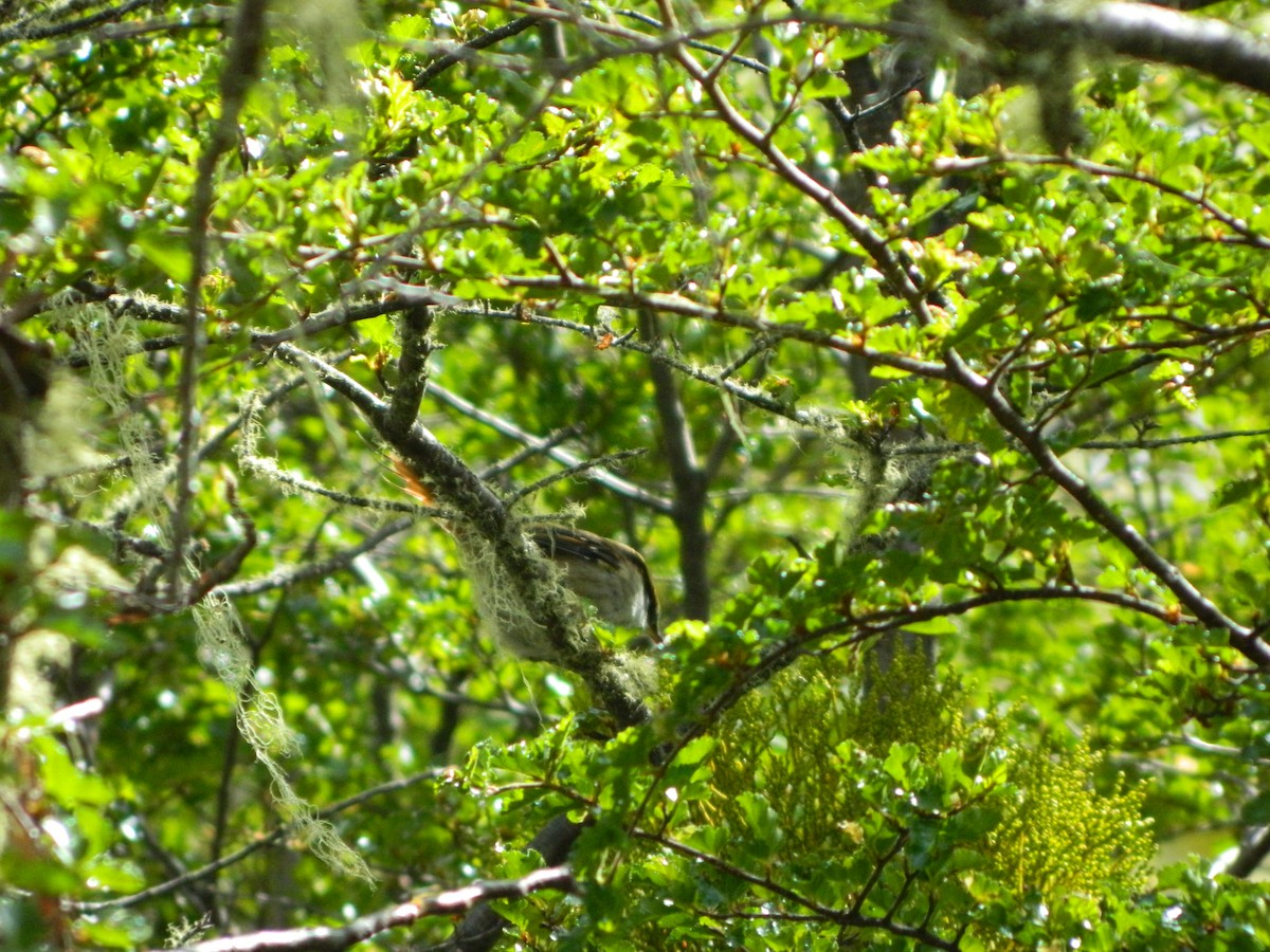 ハリオカマドドリ - ML646087219