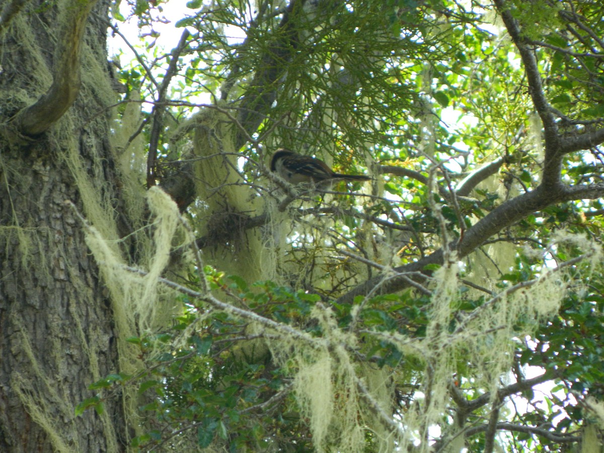 ハリオカマドドリ - ML646087223