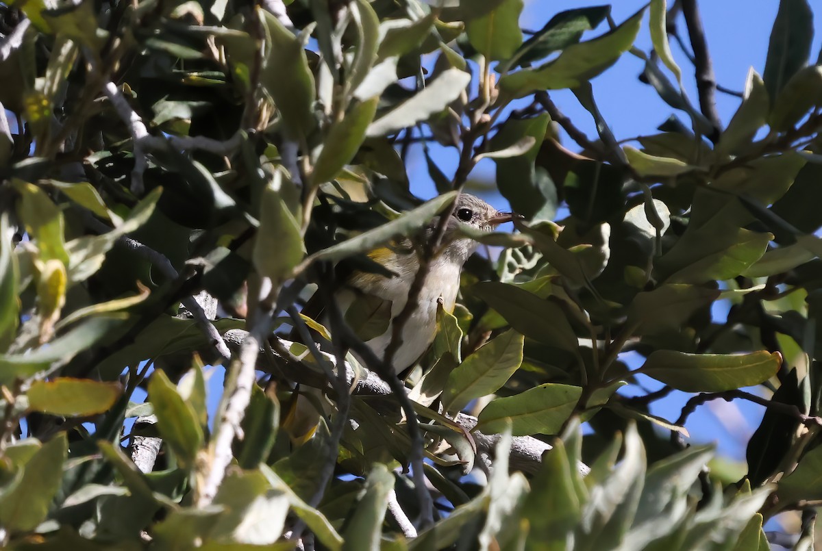 Пісняр горихвістковий - ML646087224