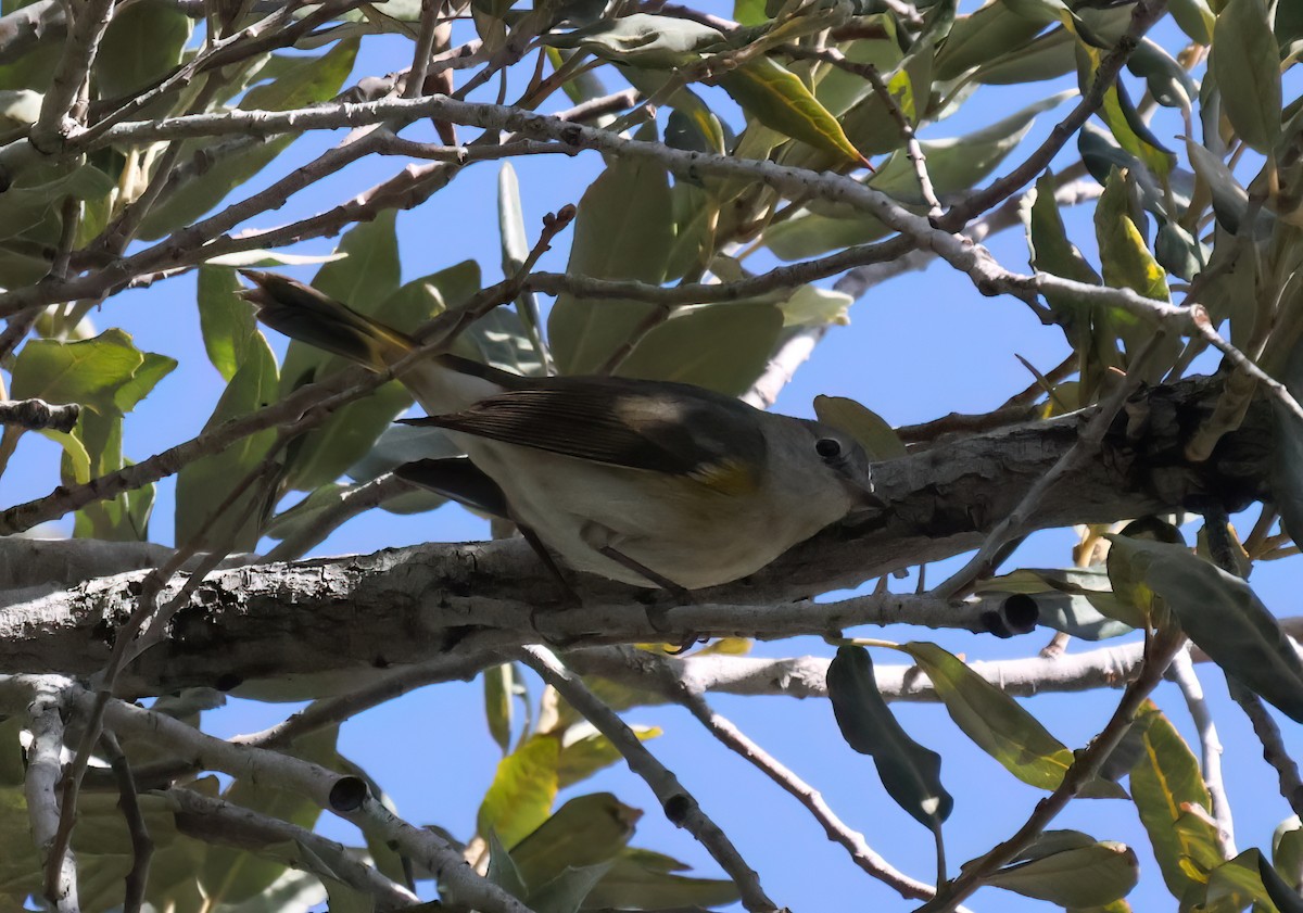 Пісняр горихвістковий - ML646087225