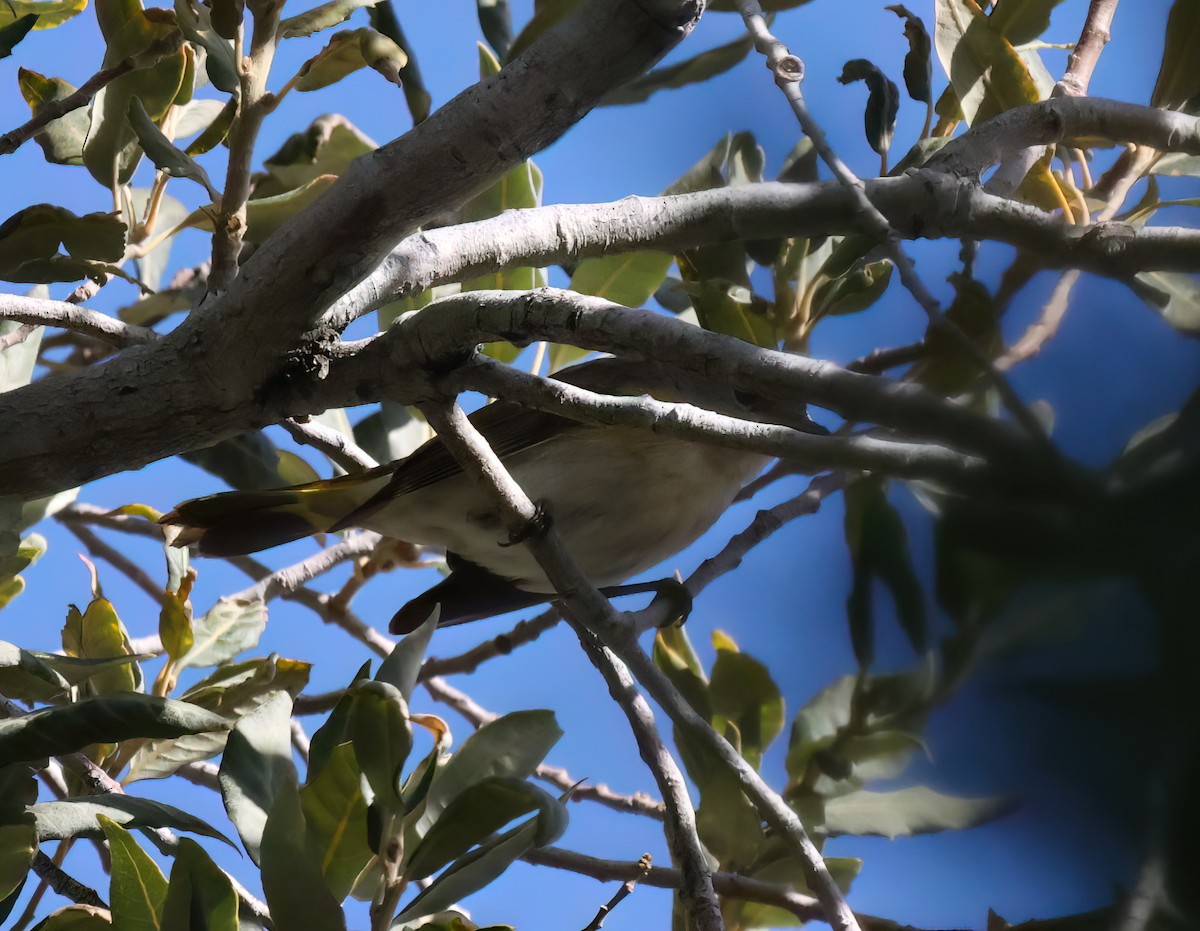 Пісняр горихвістковий - ML646087226