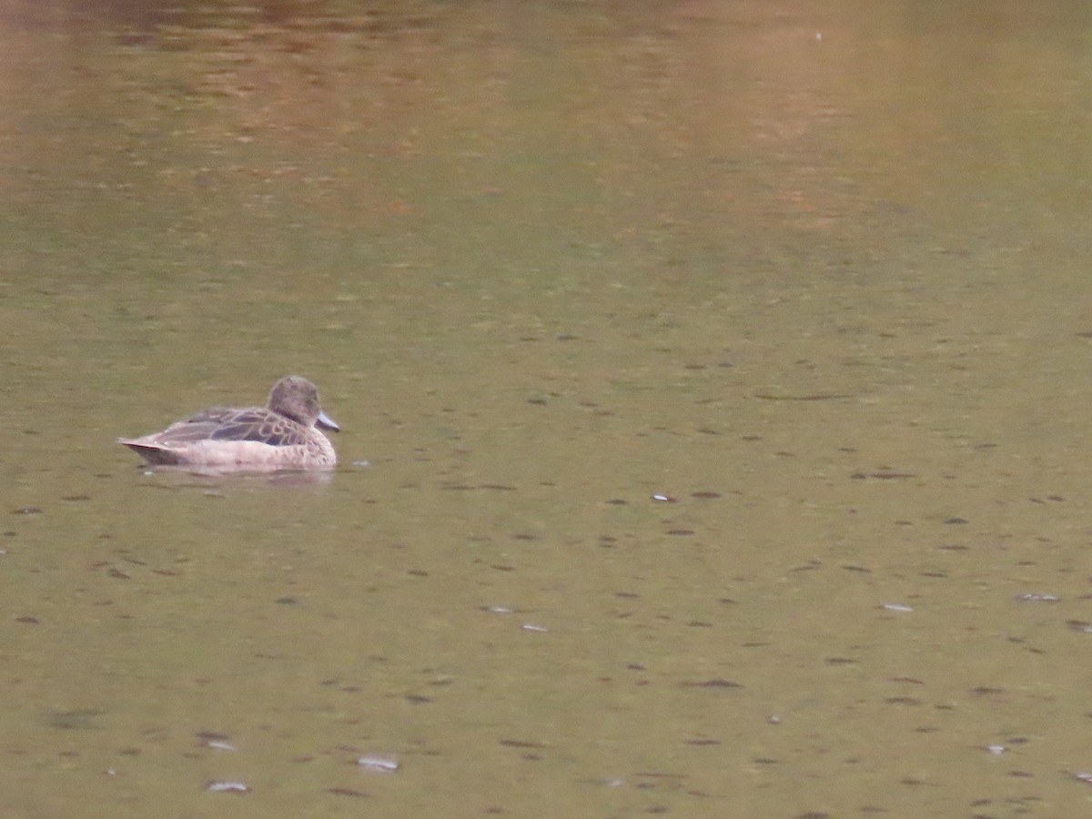 Andenente - ML646087231