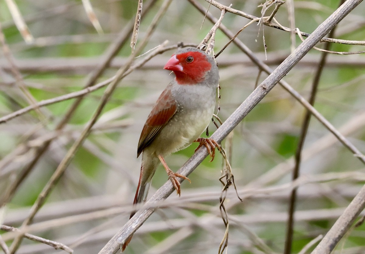 Crimson Finch - ML646087232