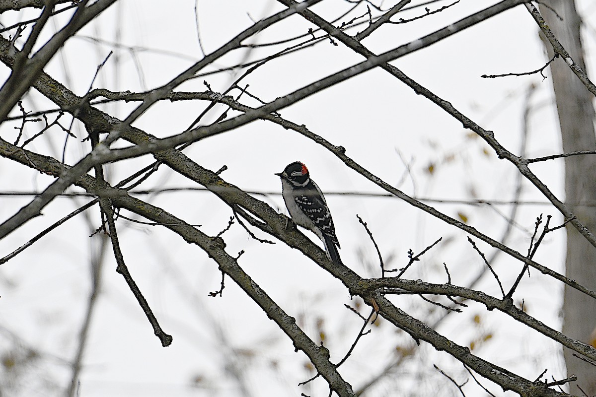 Downy Woodpecker - ML646087236