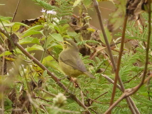 Tickell's Leaf Warbler - ML646087237