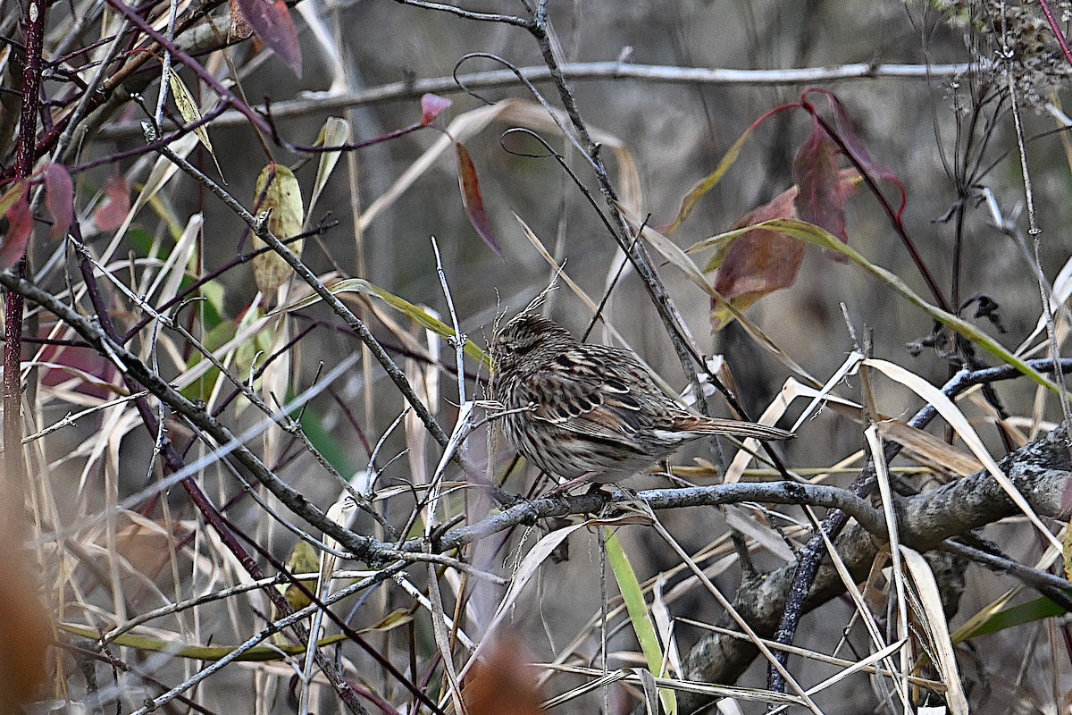Song Sparrow - ML646087246