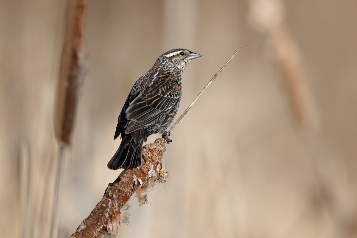 Red-winged Blackbird - ML646087248