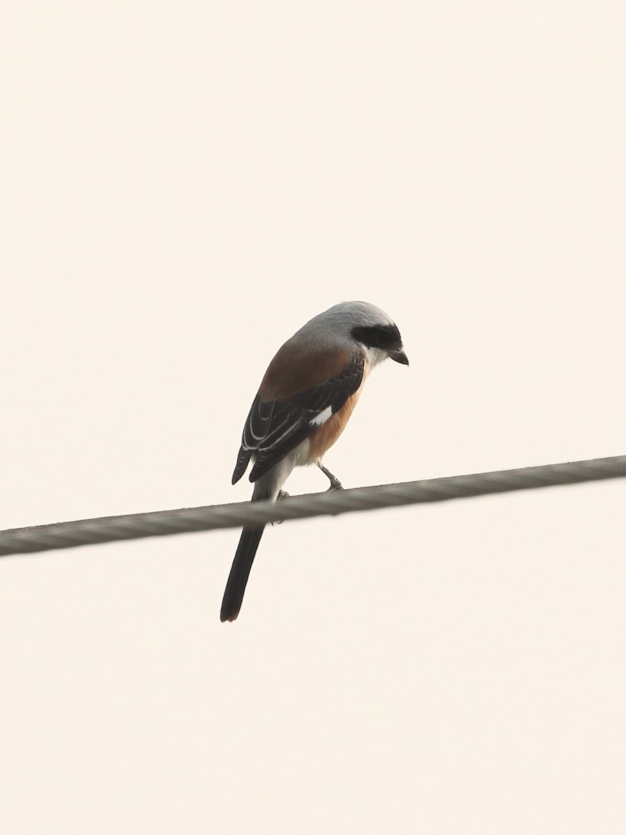 חנקן הודי - ML646087252