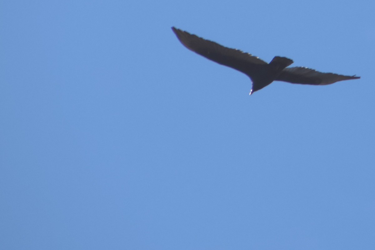 Turkey Vulture - ML646087259