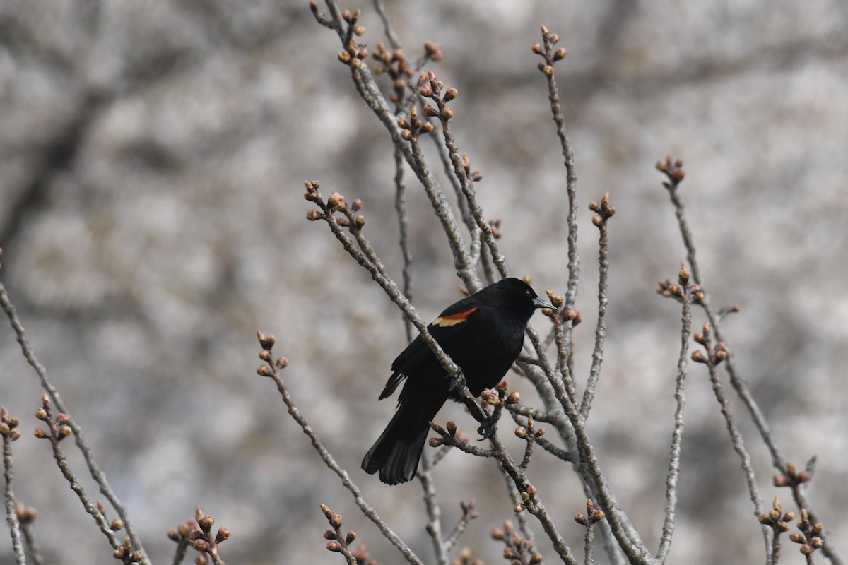 Red-winged Blackbird - ML646087267