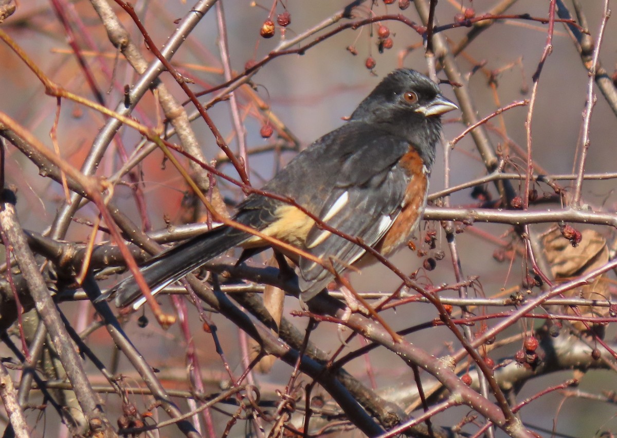 Eastern Towhee - ML646087274