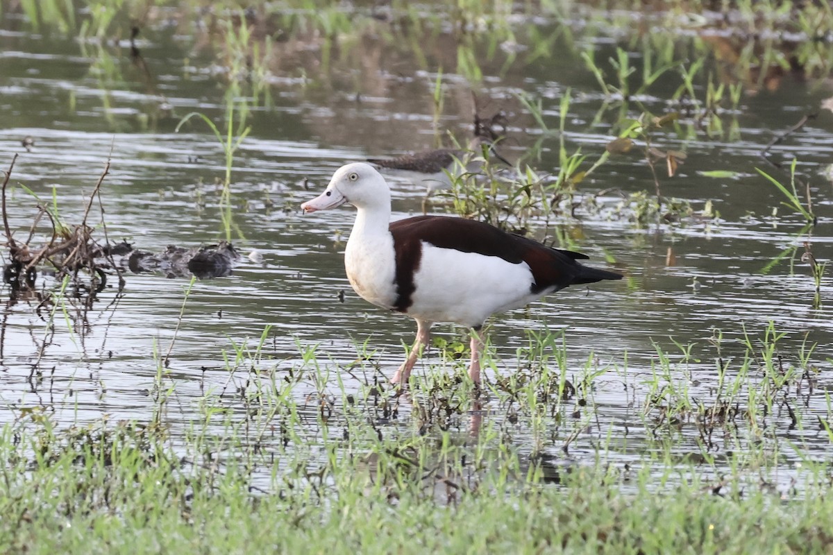 Radjah Shelduck - ML646087275