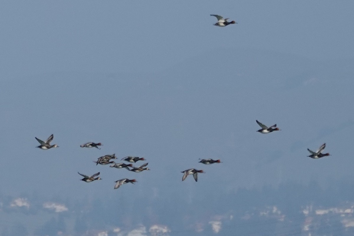 Redhead - ML646087276