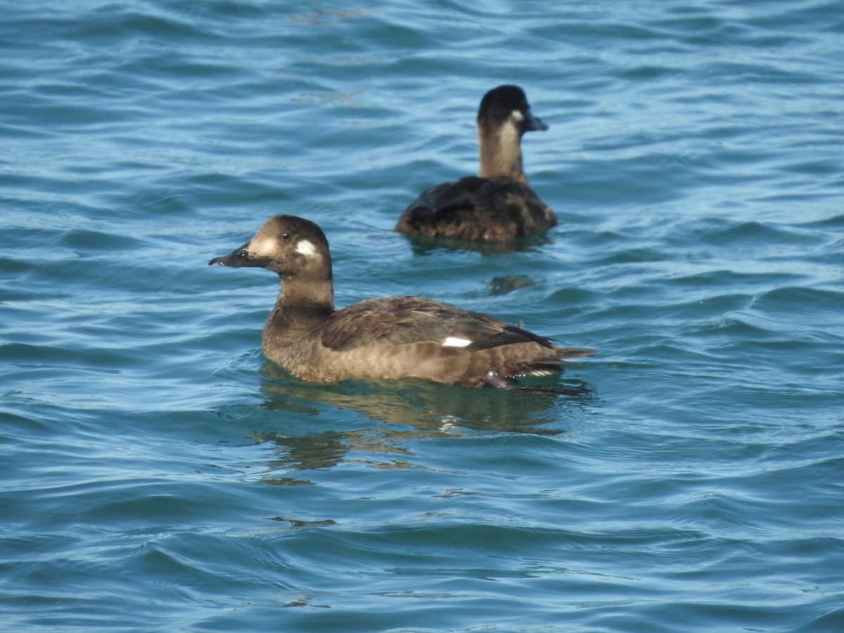 Macreuse à ailes blanches - ML646087278