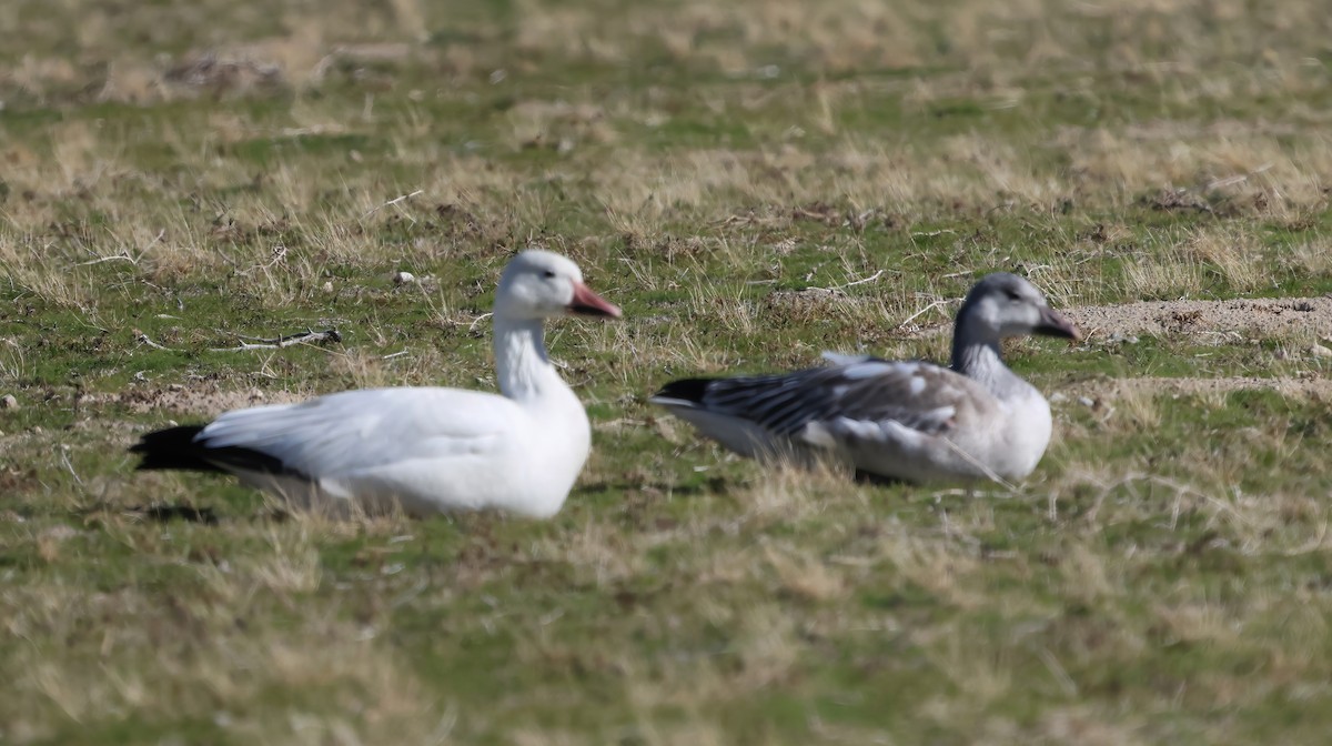 Oca delle nevi - ML646087280