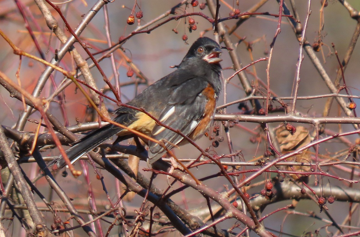 Eastern Towhee - ML646087288