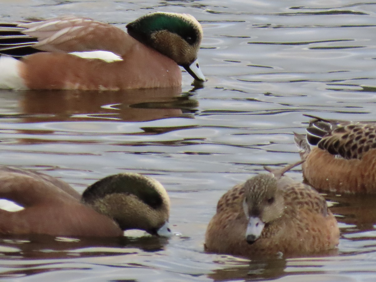 American Wigeon - ML646087292