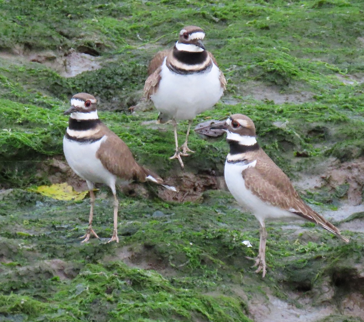 Killdeer - ML646087297