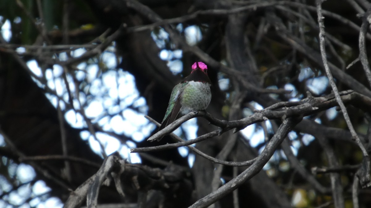 Annakolibri - ML646087299