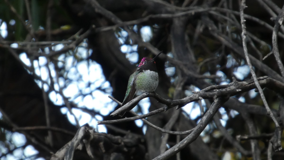 Annakolibri - ML646087301