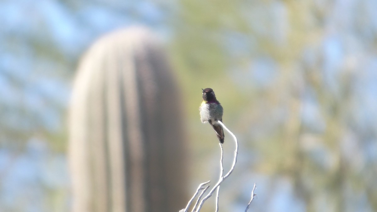 Annakolibri - ML646087302