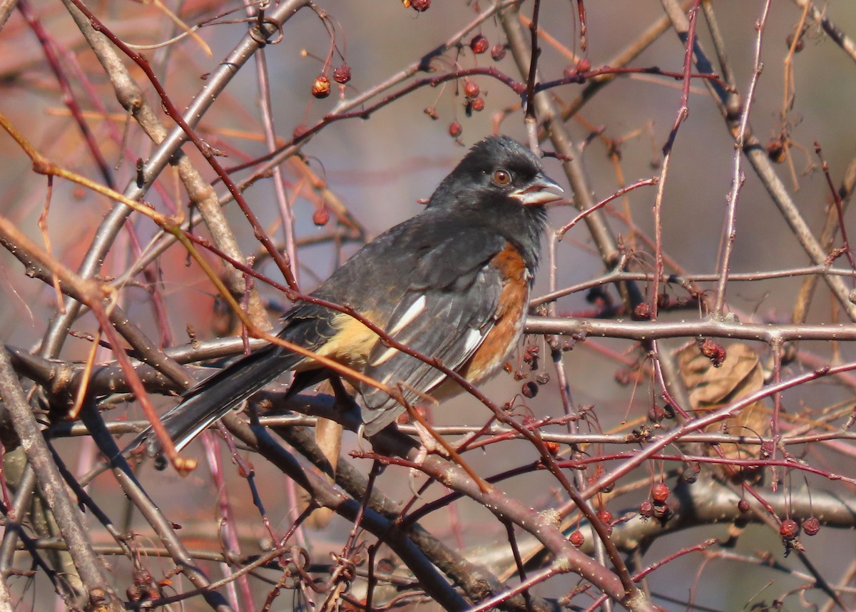 Eastern Towhee - ML646087303
